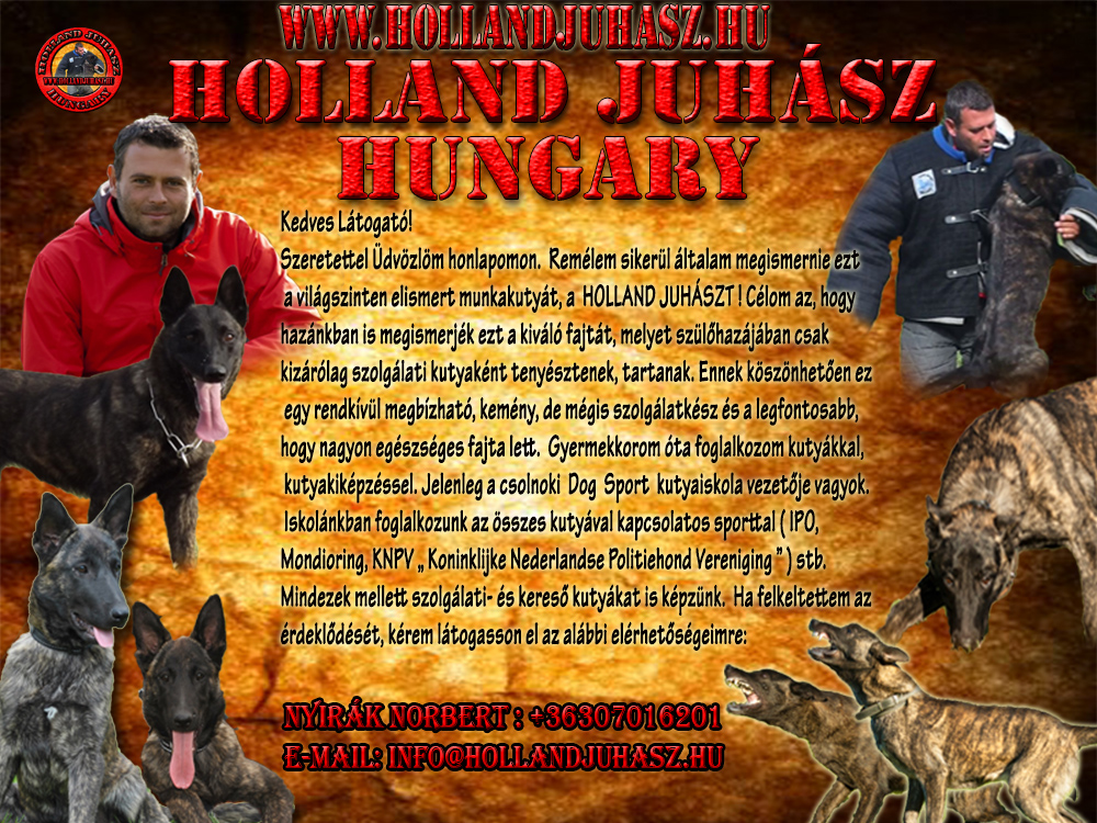 hollandjuhasz.hu